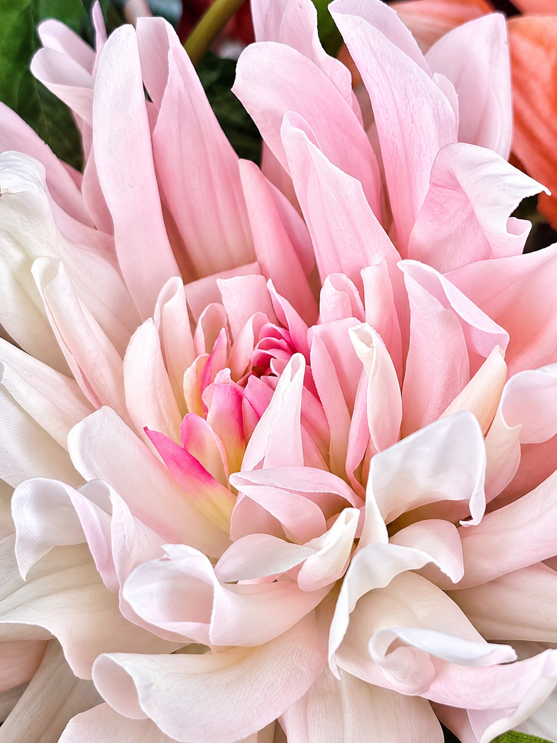 Seidendahlienstrauß Dahlia Explosion
